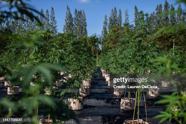 Field of marijuana plants growing outdoors at Trio Herbal Farms on December 08, 2022 in Kanchanaburi, Thailand. Beginning as a hemp grower and CBD...