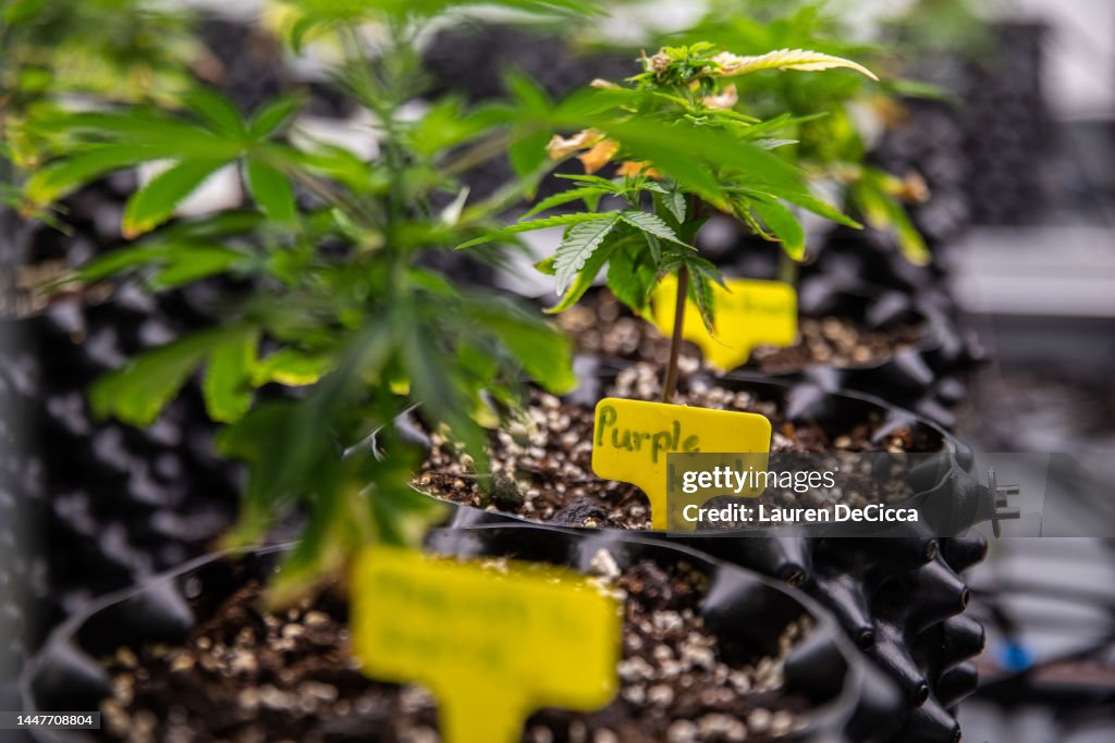 Marijuana Farm Grows Plants For Thailand's Dispensary Market