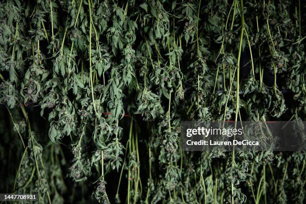 Marijuana hangs to dry in a temperature controlled room after harvest at Trio Herbal Farms on December 08, 2022 in Kanchanaburi, Thailand. Beginning...