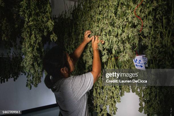 Farm manager, Porn Thanakulsunthorn, checks on the drying marijuana flowers after harvest at Trio Herbal Farms on December 08, 2022 in Kanchanaburi,...