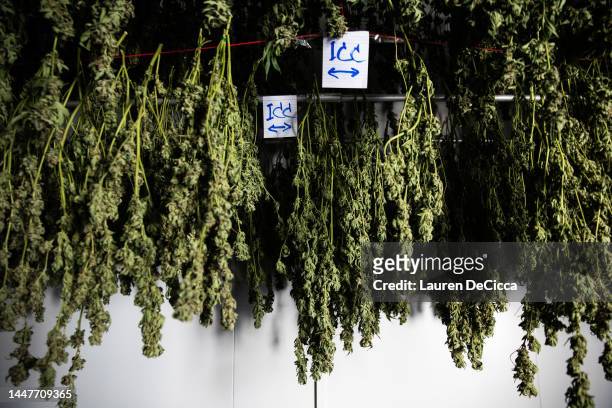 Marijuana hangs to dry in a temperature controlled room after harvest at Trio Herbal Farms on December 08, 2022 in Kanchanaburi, Thailand. Beginning...