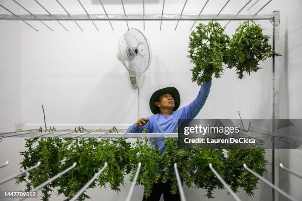 Farm workers hang newly harvested marijuana to dry at Trio Herbal Farms on December 08, 2022 in Kanchanaburi, Thailand. Beginning as a hemp grower...