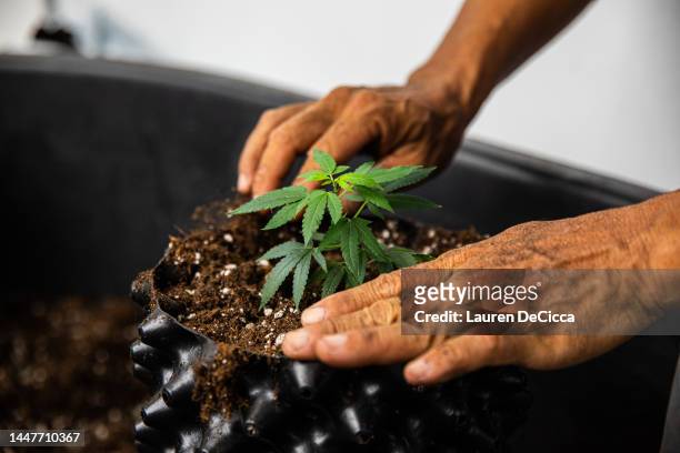 Farm workers and Canna Grow Technology consultants replant marijuana clones into bigger pots at Trio Herbal Farms on December 08, 2022 in...