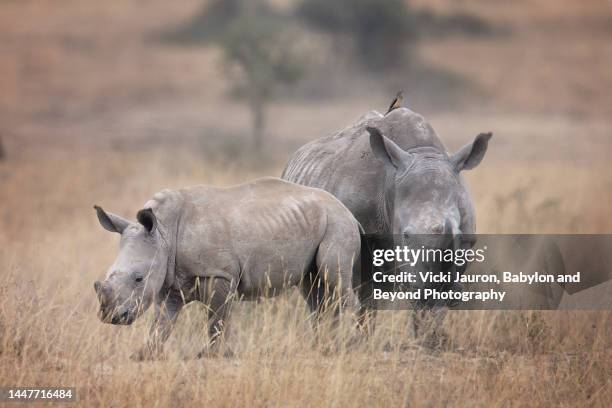 two cute white rhino adolescents in nairobi national park, kenya - rhinoceros white background stockfoto's en -beelden