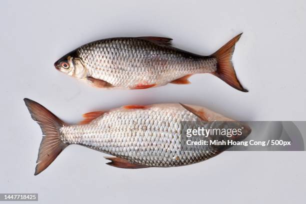close-up of fishes against white background,france - common roach stock pictures, royalty-free photos & images