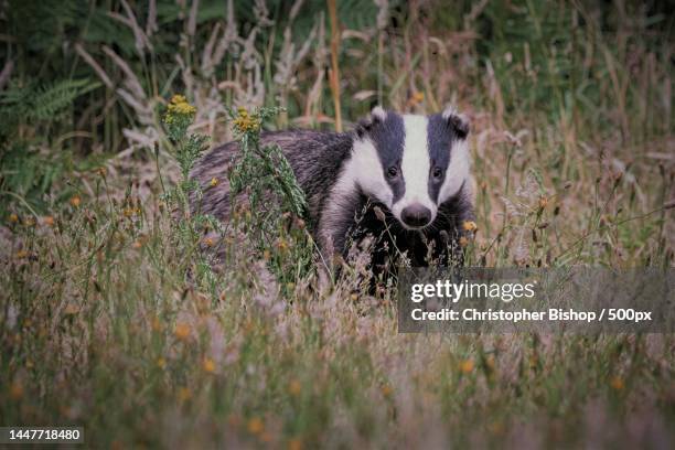 portrait of badger standing on grassy field,united kingdom,uk - badger stock pictures, royalty-free photos & images