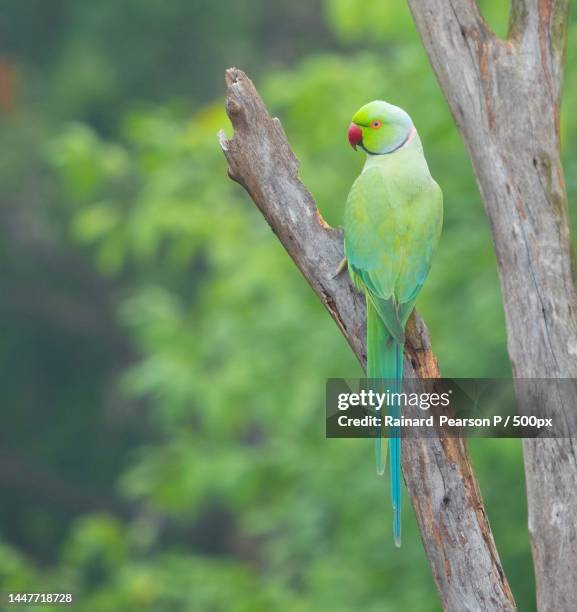34 Musiri Stock Photos, High-Res Pictures, and Images - Getty Images