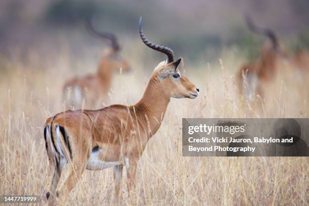 portrait of three impala against golden grass in nairobi park, kenya - impala stock pictures, royalty-free photos & images