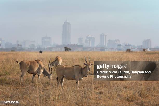 eland grazing against skyline of nairobi, kenya - nairobi stock pictures, royalty-free photos & images