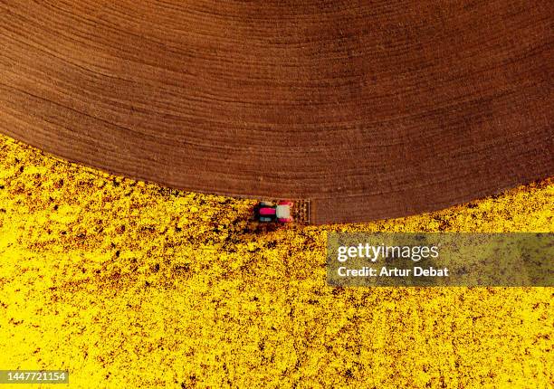 aerial view from directly above of a red tractor harvesting yellow flower in the field. - rapsblüte stock-fotos und bilder