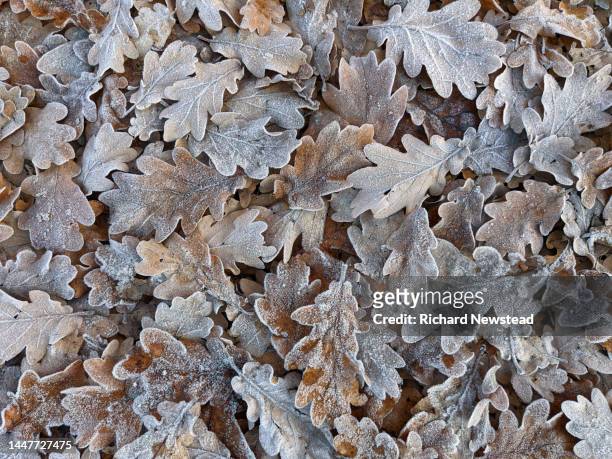 frosty leaves - oak stock pictures, royalty-free photos & images