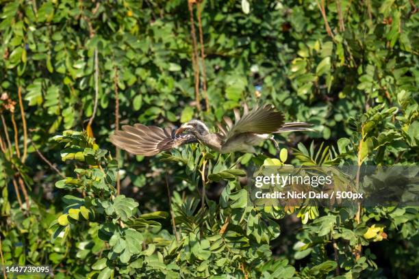 african grey hornbill taking off from bush,botswana - african grey hornbill stock pictures, royalty-free photos & images