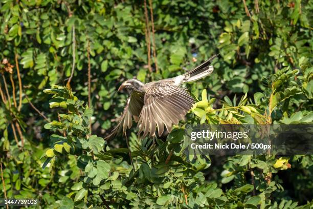 african grey hornbill flies off from bush,botswana - african grey hornbill stock pictures, royalty-free photos & images