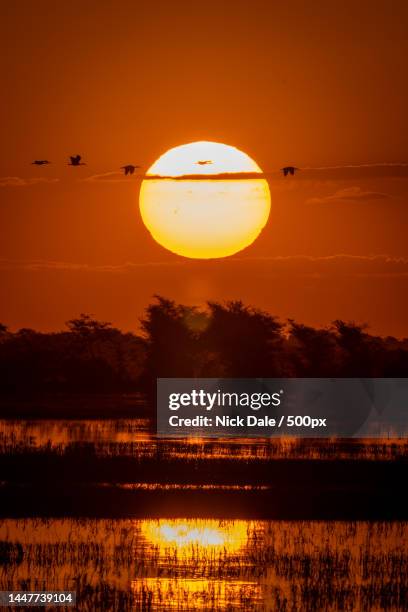 african spoonbills fly across sunset over river,botswana - spoonbill stock pictures, royalty-free photos & images