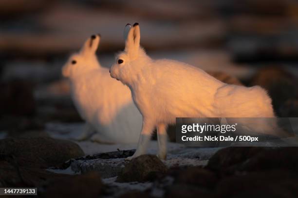 22,451 Arctic Animals Photos and Premium High Res Pictures - Getty Images