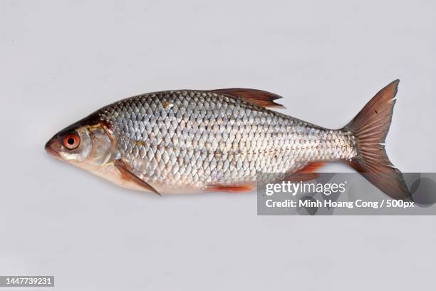 close-up of dead fish against white background,france - common roach stock pictures, royalty-free photos & images