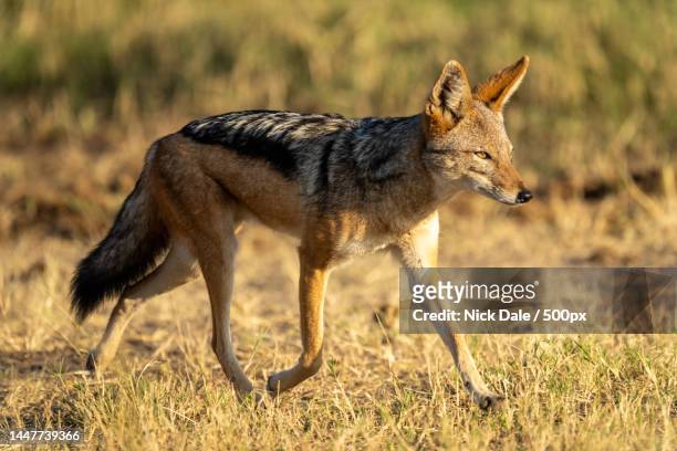 3,965 Jackal Animal Photos and Premium High Res Pictures - Getty Images