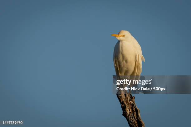 cattle egret on stump against blue sky,botswana - cattle egret fotografías e imágenes de stock