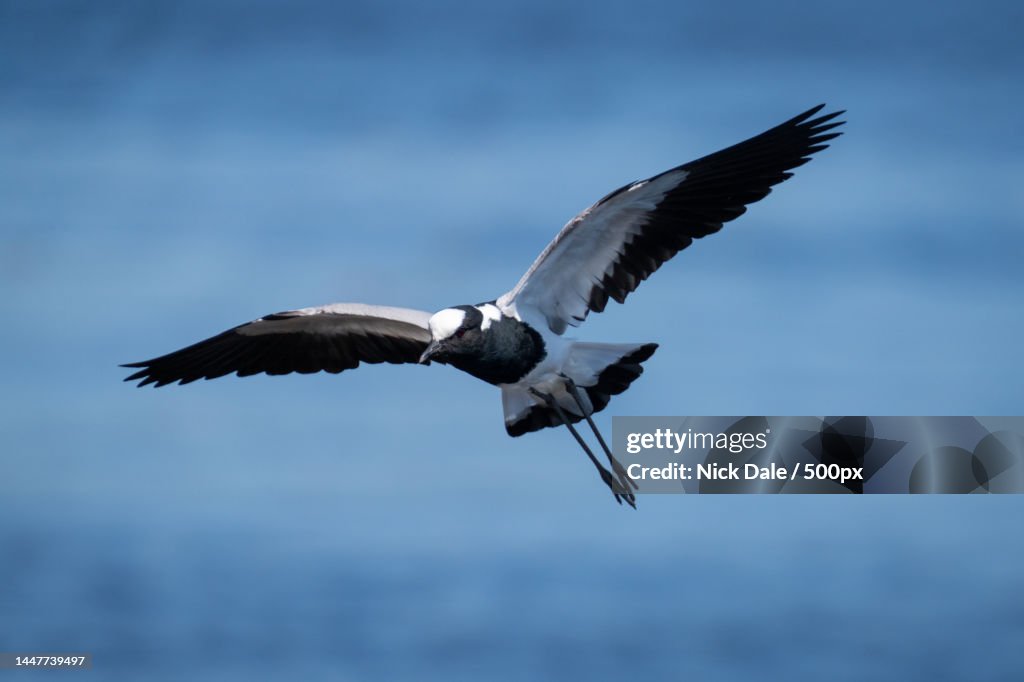Blacksmith lapwing glides over river in sunshine,Botswana