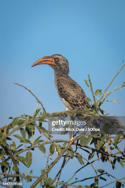 bradfield hornbill on leafy branch in profile,botswana - african grey hornbill stock pictures, royalty-free photos & images