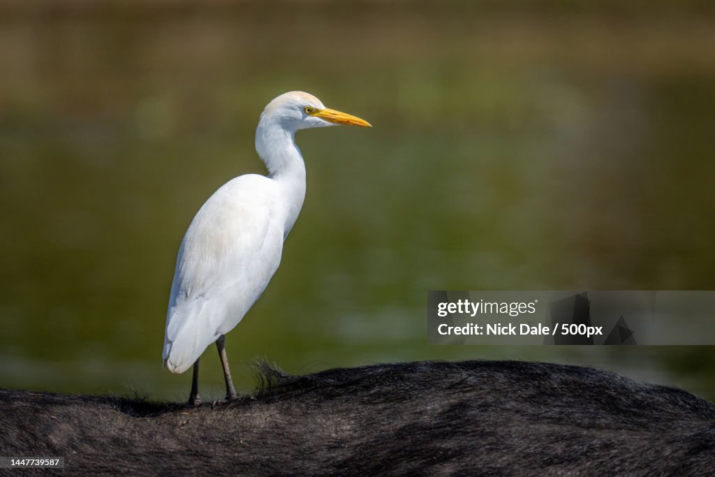 Cattle egret on Cape buffalo in river,Botswana