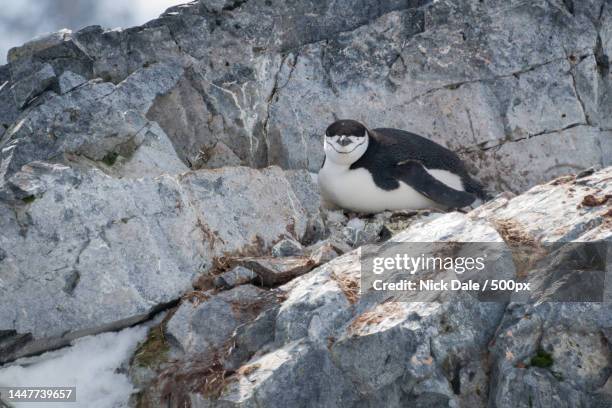 chinstrap penguin lies on rock facing camera,antarctica - chinstrap penguin photos et images de collection