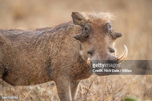 close-up of common warthog with missing tusk,kenya - ugly animal stock pictures, royalty-free photos & images