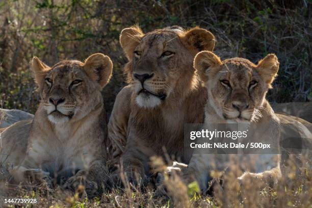 portrait of lioness sitting on field,kenya - lion cub stock-fotos und bilder