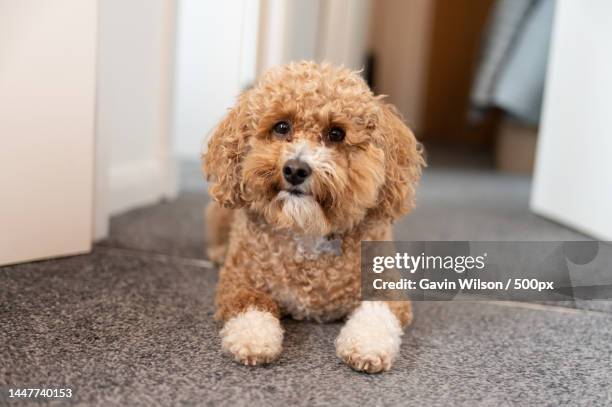 portrait of toy poodle sitting on floor at home - toy poodle stock pictures, royalty-free photos & images