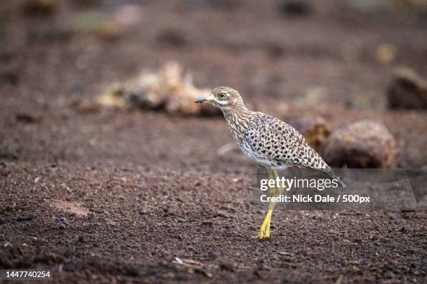 spotted thick-knee stands in profile on ground,kenya - spotted thick knee stock pictures, royalty-free photos & images