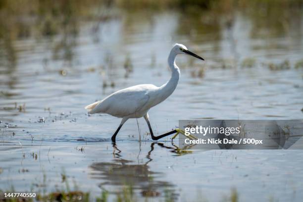 little egret walks through water lifting foot,botswana - little egret (egretta garzetta) stock pictures, royalty-free photos & images