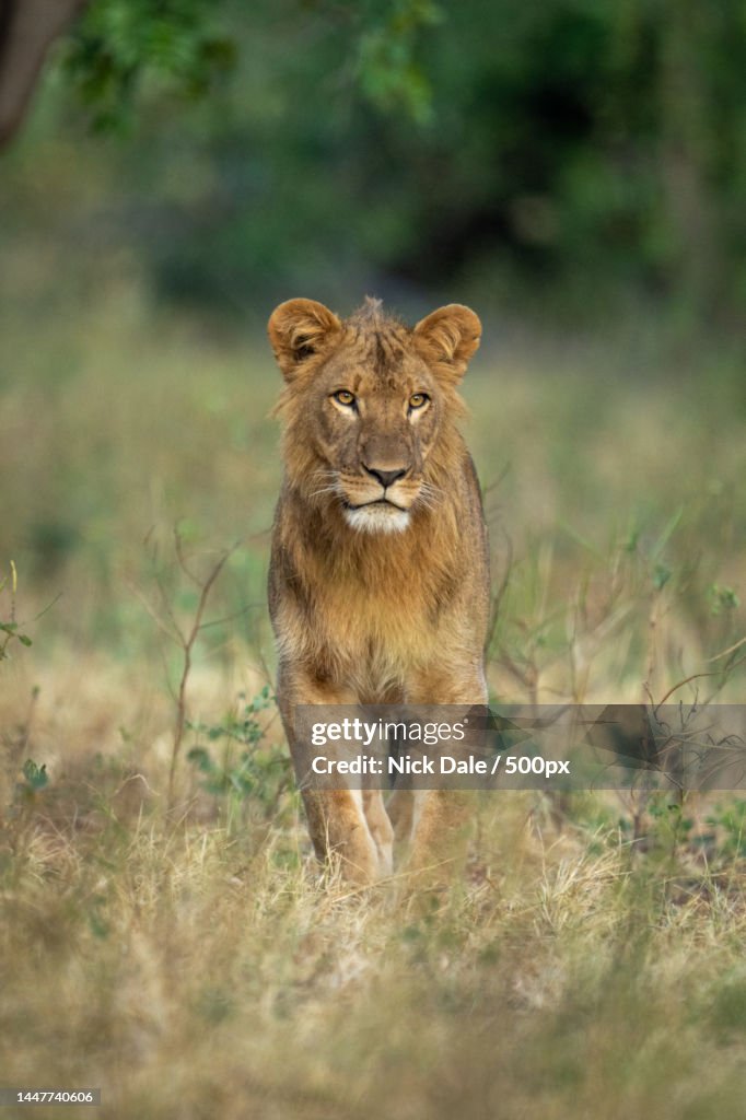 Male lion stands in clearing facing camera,Botswana