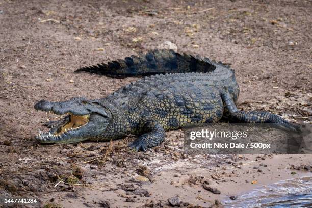 nile crocodile lies on beach opening mouth,botswana - crocodile stock pictures, royalty-free photos & images