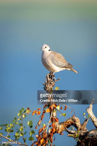 low angle view of dove perching on tree against sky,botswana - turtle doves stock pictures, royalty-free photos & images