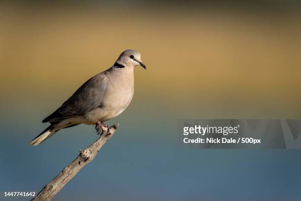 close-up of dove perching on branch,botswana - turtle doves stock pictures, royalty-free photos & images