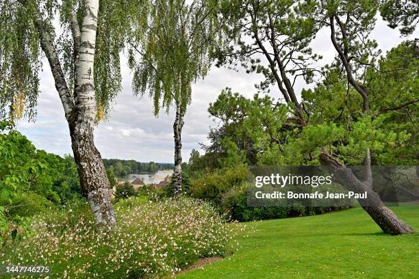 large trees and lawn overlooking the allier - alvernia rodano alpi foto e immagini stock