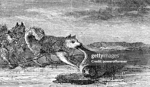 sled dogs eating seal meat on baffin island, canada - 19th century - aquatic mammal stock illustrations