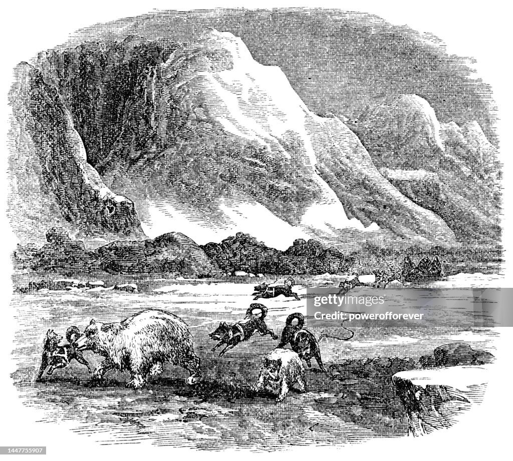 Inuit and Dogs Hunting a Polar Bear on Baffin Island, Canada - 19th Century