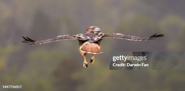 red tailed hawk turning head - young bird of prey stock pictures, royalty-free photos & images