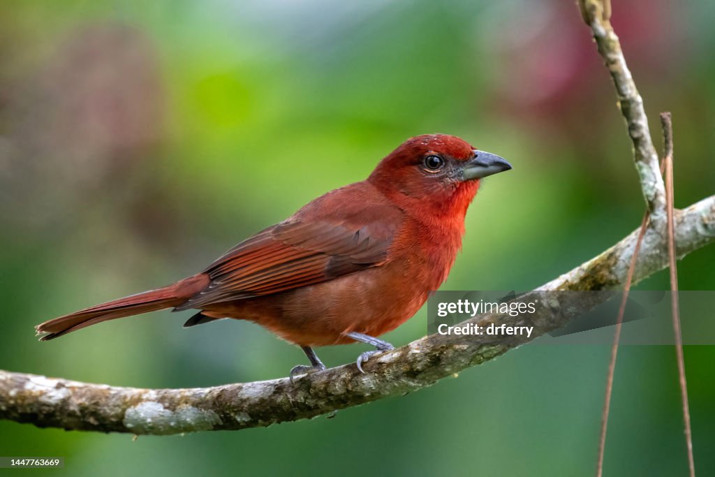 Male Hepatic Tanager Facing Left