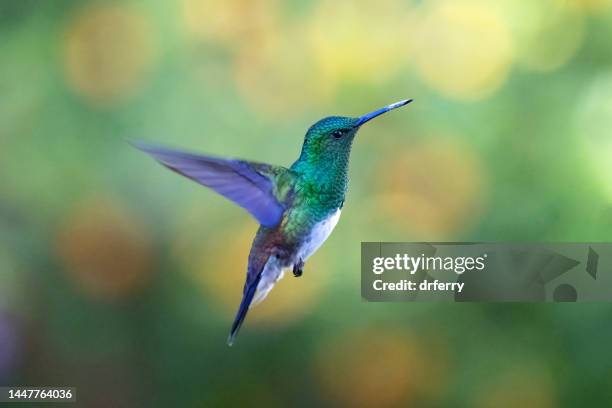 male snowy-bellied hummingbird hovering - hummingbird stock pictures, royalty-free photos & images