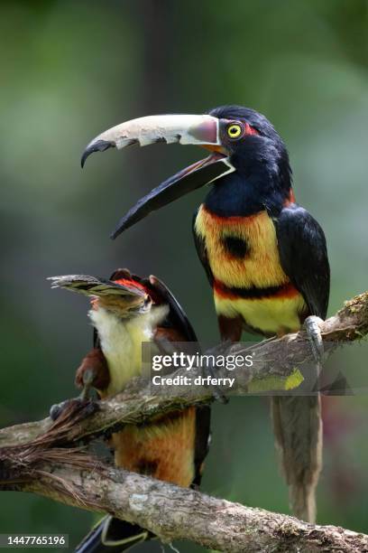 two collaraed araçaris - toucan stock pictures, royalty-free photos & images