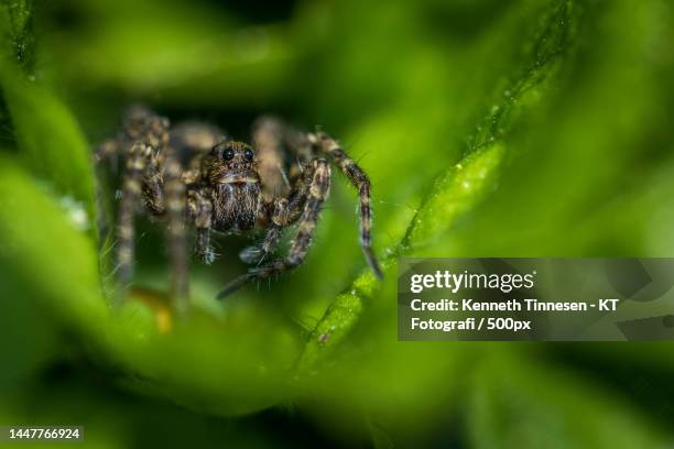 close-up of spider on web - fotografi ストックフォトと画像