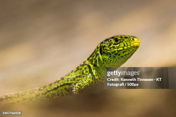 close-up of green snake,viborg,denmark - fotografi ストックフォトと画像