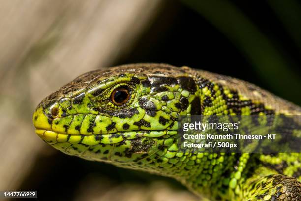 close-up of lizard,viborg,denmark - fotografi ストックフォトと画像