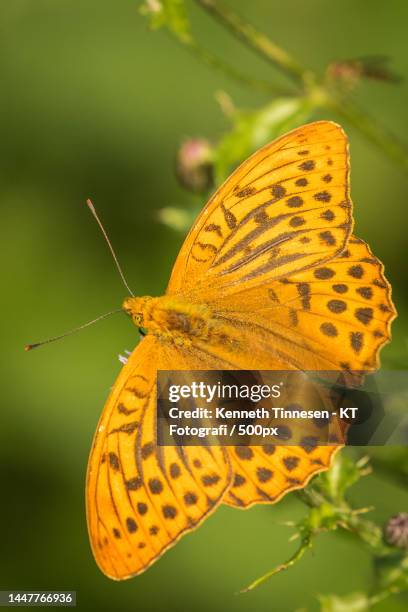 close-up of butterfly pollinating on yellow flower,arden,denmark - fotografi ストックフォトと画像