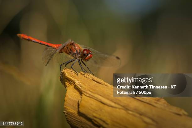 close-up of dragonfly on wood,viborg,denmark - fotografi ストックフォトと画像