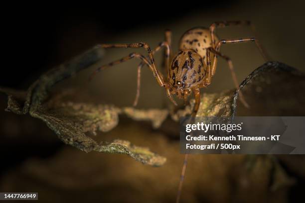 close-up of spider on web - fotografi ストックフォトと画像