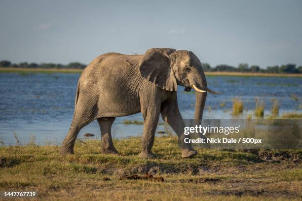 a elephant in the wild,botswana - african elephant ストックフォトと画像