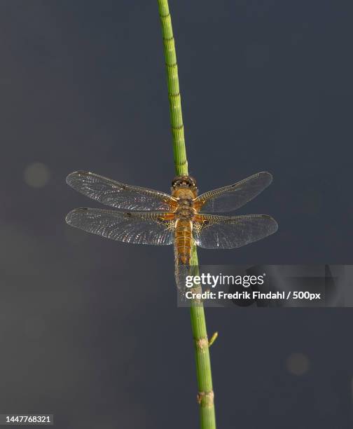 close-up of dragonfly on plant,sweden - sommar - fotografias e filmes do acervo